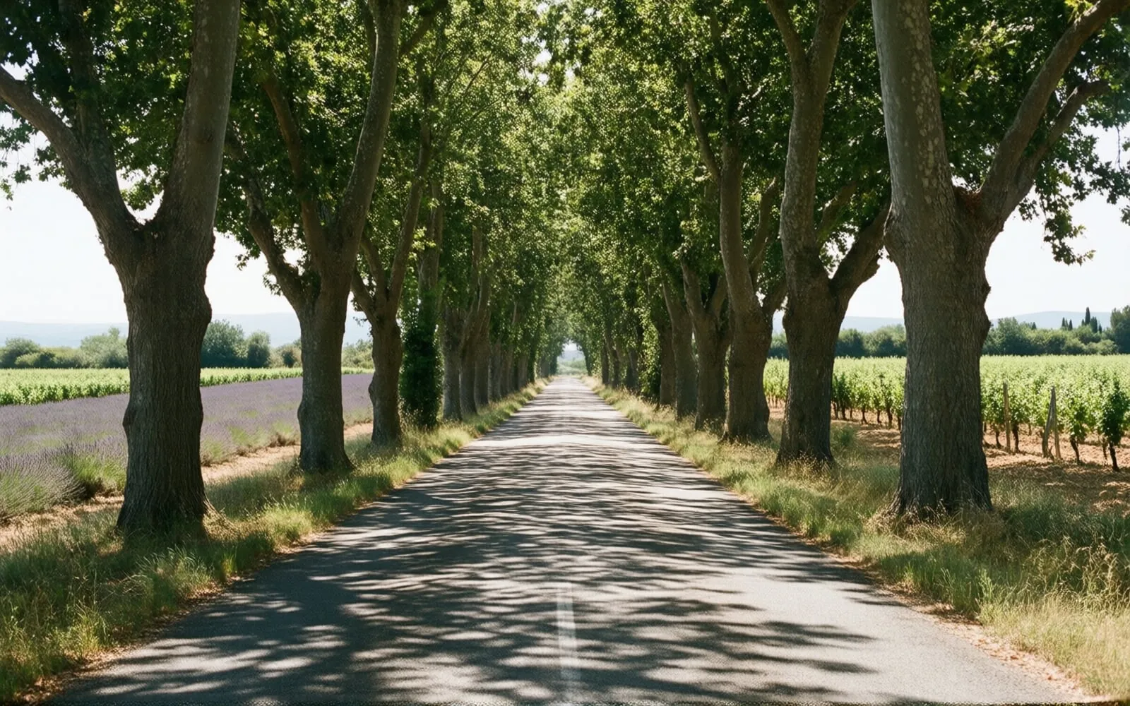 Symbolbild: leere Landstraße in Südfrankreich unter einer Platanenallee, links Lavendel, rechts Weinreben